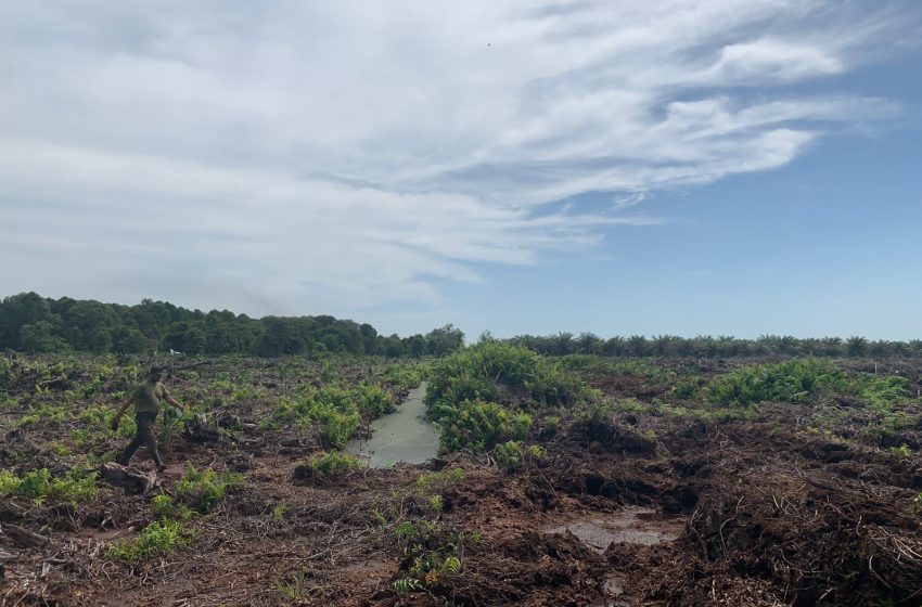  Polisi dan Gakkum Diminta Hentikan Deforestasi dan Pembangunan Ilegal di Rawa Tripa