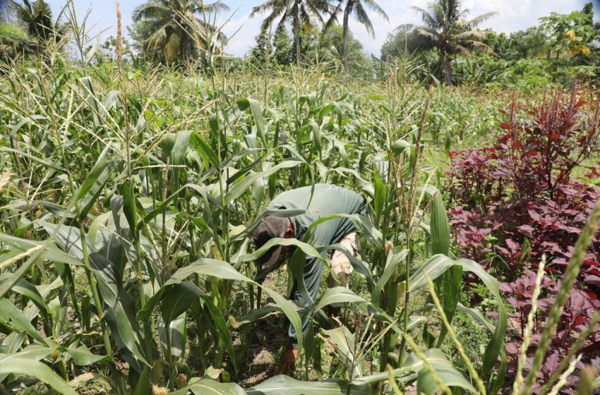  Reforma Agraria Ubah Pola Pikir Warga Desa Baumata di Kabupaten Kupang, Hasilkan Peningkatan Penghasilan Petani