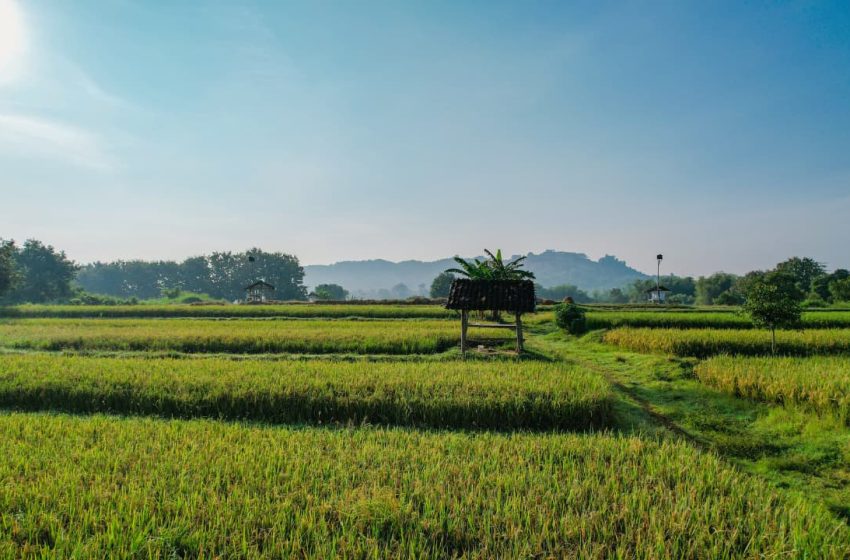  Kementerian ATR/BPN Dukung Swasembada Pangan Lewat Penguatan Kebijakan LBS, LP2B, dan LSD