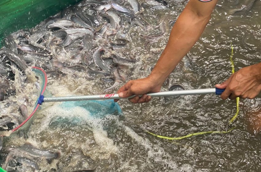  Dukung Asta Cita Presiden, Warga Binaan Lapas Meulaboh Sukses Panen 358 Kg Ikan Lele