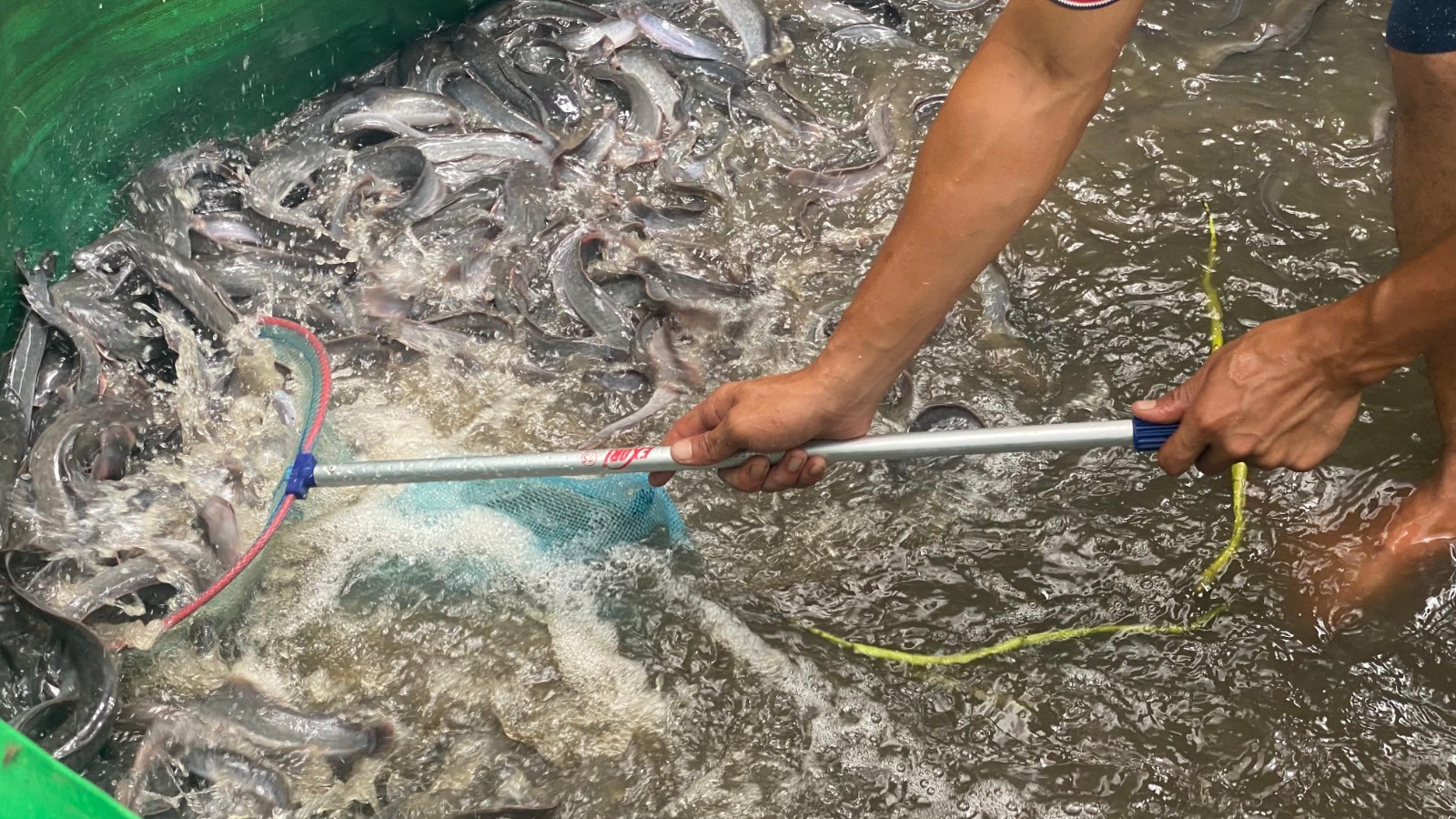 Dukung Asta Cita Presiden, Warga Binaan Lapas Meulaboh Sukses Panen 358 Kg Ikan Lele